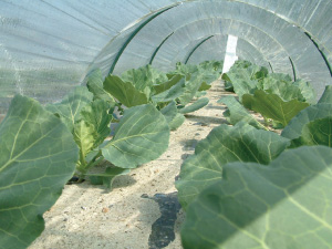 「キャベツ」と「レタス」の違いは? | 1分 ...
