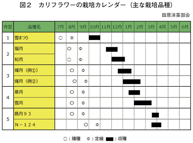 図2　カリフラワーの栽培カレンダー（主な栽培品種）