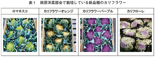 表1　田原洋菜部会で栽培している新品種のカリフラワー