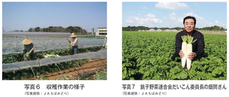 写真6　収穫作業の様子、写真7　銚子野菜連合会だいこん委員長の飯岡さん