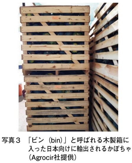 写真3　「 ビン（bin）」と呼ばれる木製箱に 入った日本向けに輸出されるかぼちゃ