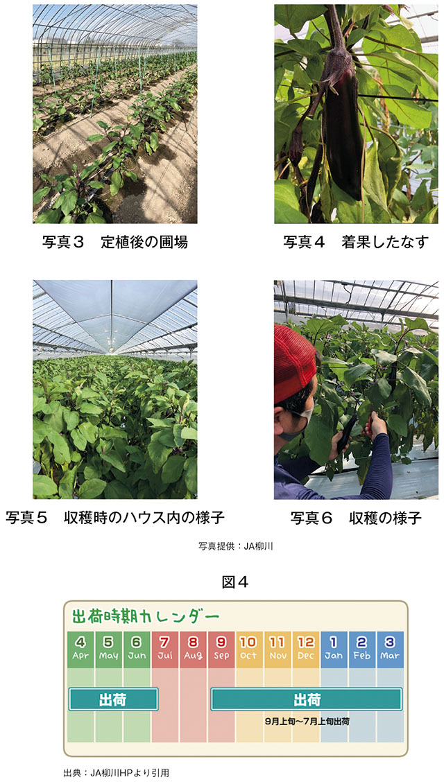 写真3、4、5、6　なす栽培の様子　図4　出荷時期カレンダー