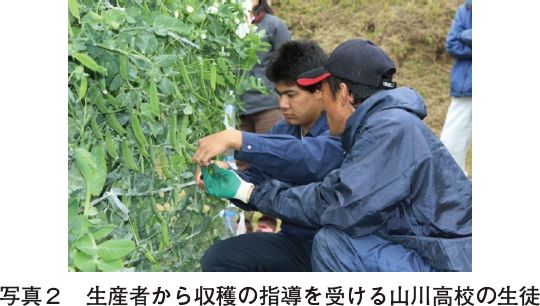 写真2　生産者から収穫の指導を受ける山川高校の生徒