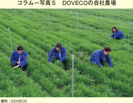 コラム－写真5　DOVECOの自社農場