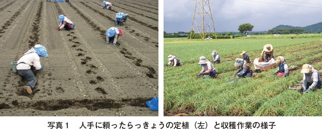 写真1　人手に頼ったらっきょうの定植（左）と収穫作業の様子