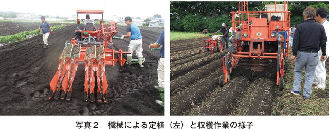 写真2　機械による定植（左）と収穫作業の様子
