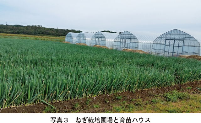 写真3　ねぎ栽培圃場と育苗ハウス