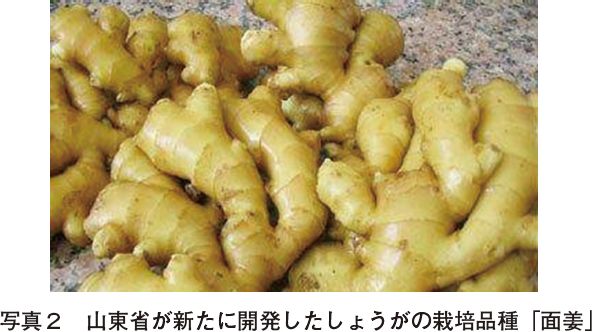 写真2　山東省が新たに開発したしょうがの栽培品種「面姜」