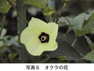タイトル: p036a