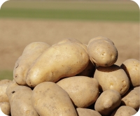 タイトル横　野菜写真