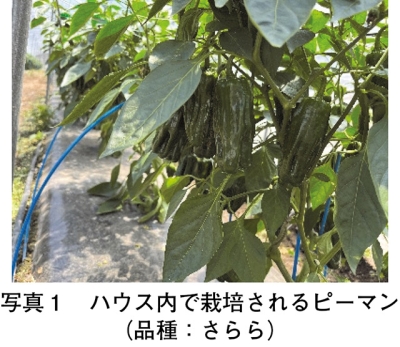 タイトル: p035a