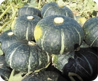 タイトル横　野菜写真