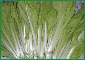 野菜のいろいろ 菜味夏 なみか 月報 野菜情報 ２０１１年８月