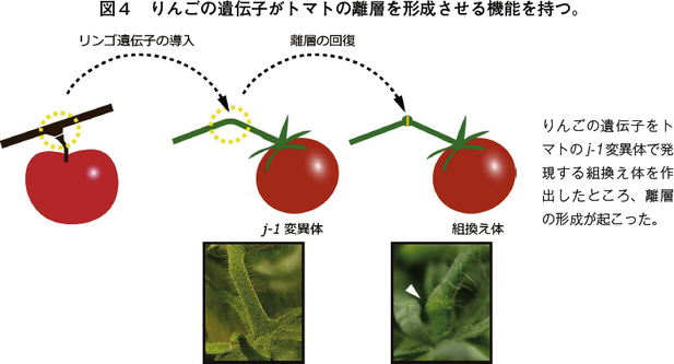 加工用トマトの収穫作業を効率化するジョイントレス遺伝子-2018年6月