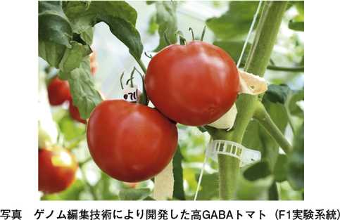 ゲノム編集食品の動向と高gabaトマトの開発 実用化について 年1月