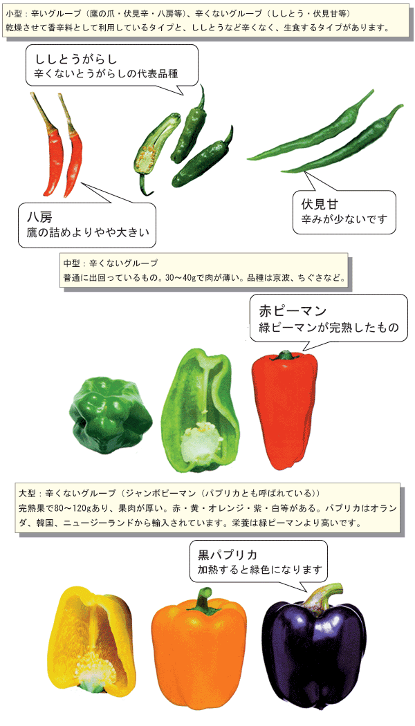 ピーマン 野菜 産地 野菜 栄養 機能性 調理