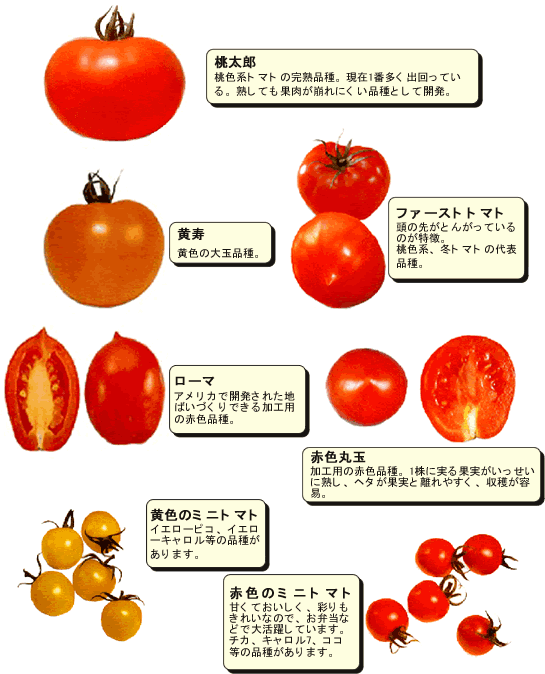 トマト 野菜 産地 野菜 栄養 機能性 調理