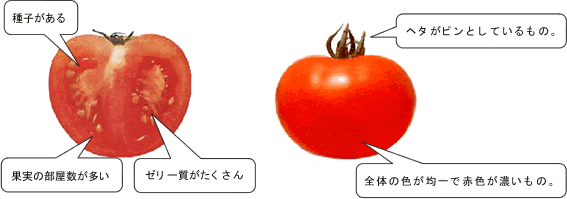トマト 野菜 産地 野菜 栄養 機能性 調理