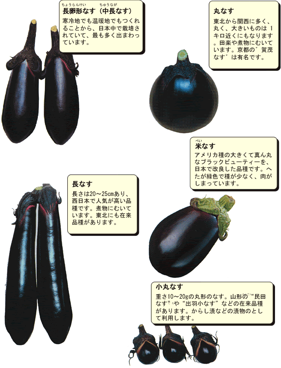 なす 茄子 産地 野菜 栄養 機能性 調理