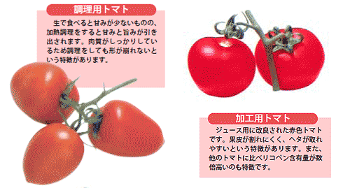 トマト とまと 産地 野菜 栄養 機能性 調理