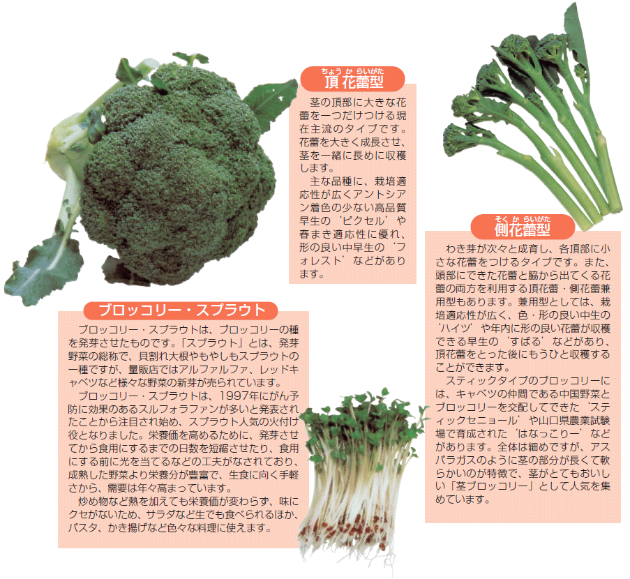 月報 野菜情報 今月の野菜 ２００９年２月