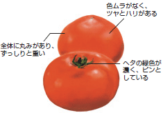 おいしいトマトを選ぼう！
