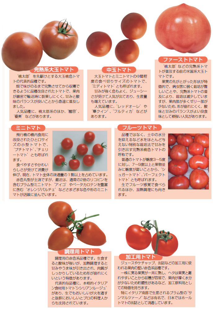 トマト－月報 野菜情報－今月の野菜－２００９年９月