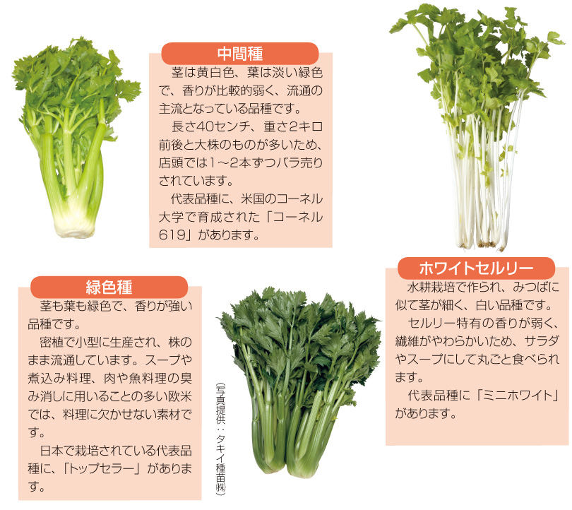 月報 野菜情報 今月の野菜 セルリー 13年3月