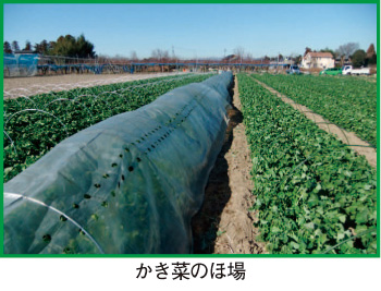 食べて菜 月報 野菜情報 13年2月