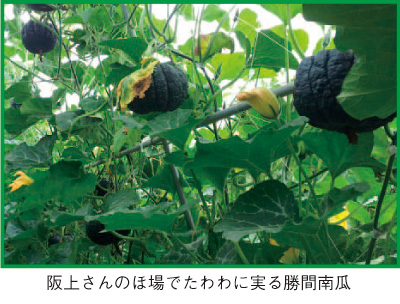 野菜のいろいろ 勝間南瓜 こつまなんきん 月報 野菜情報 ２０１３年８月