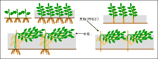 タイの野菜栽培の動向について 05年10月