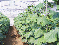 きゅうり 宮崎県経済農業協同組合 野菜 産地 栽培 出荷