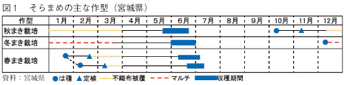 宮城県 仙南地域 そらまめ 月報 野菜情報 産地紹介 12年６月