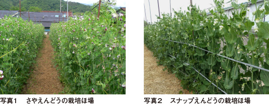 産地紹介 福島県 ｊａ全農福島 月報 野菜情報 産地紹介 15年6月