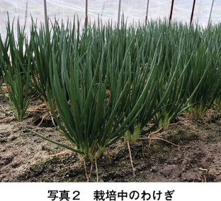 産地紹介 広島県 ｊａ尾道市 伝統の技と瀬戸内の恵みがつまった広島わけぎ 月報 野菜情報 産地紹介 18年4月