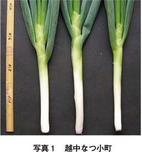 産地紹介 富山県 使いやすく おいしいミニサイズのねぎ ねぎたん 月報 野菜情報 産地紹介 18年9月