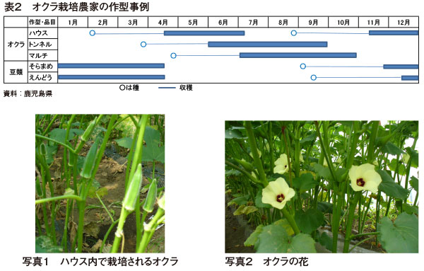 日本一のオクラ産地を支える担い手確保の現状 15年8月