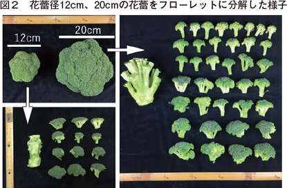 加工業務用ブロッコリーに有望な大型花蕾生産について 21年2月