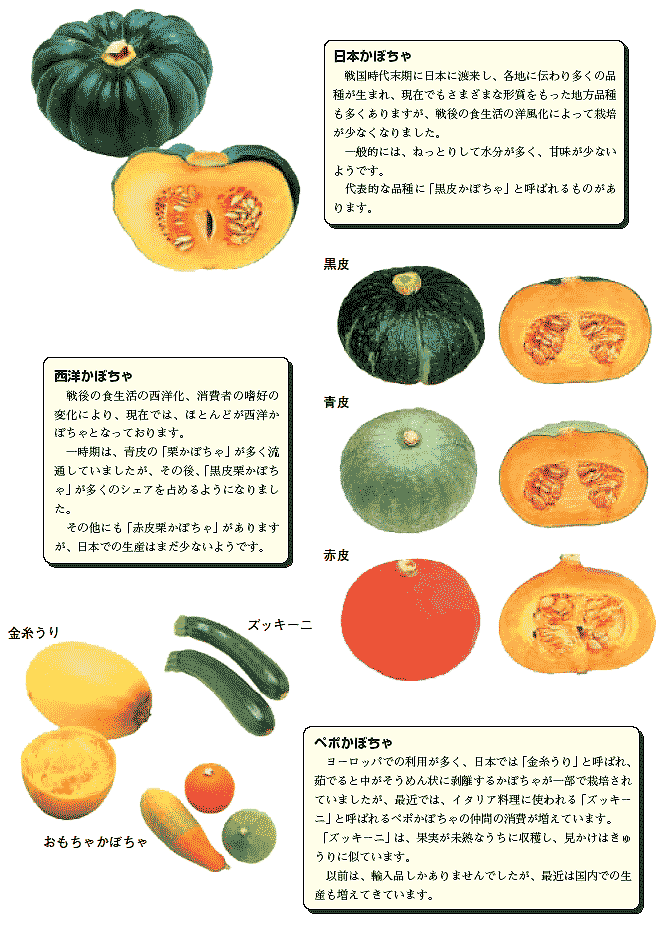 かぼちゃ 南瓜 産地 野菜 栄養 機能性 調理