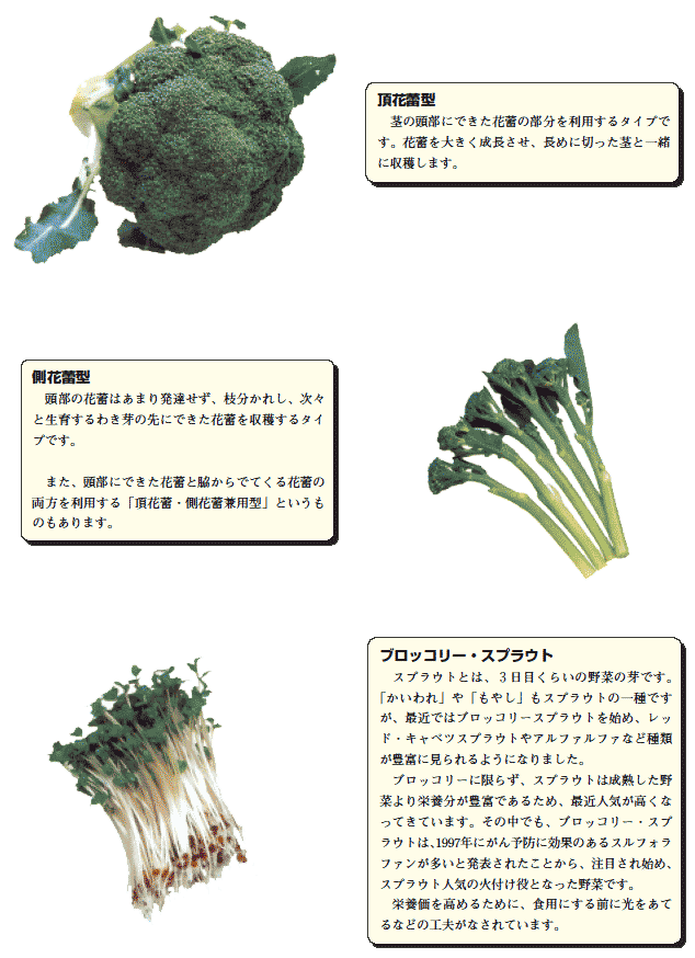 ブロッコリー 緑花野菜 産地 野菜 栄養 機能性 調理