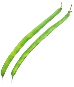 50 さやいんげん いんげん豆 インゲン豆 さやいんげん レシピ