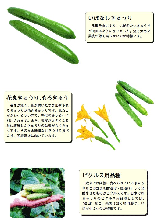 きゅうり 胡瓜 産地 野菜 栄養 機能性 調理