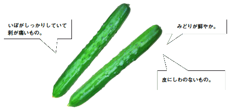 きゅうり 胡瓜 産地 野菜 栄養 機能性 調理