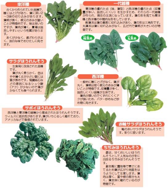 ほうれんそう 菠薐草 産地 野菜 栄養 機能性 調理