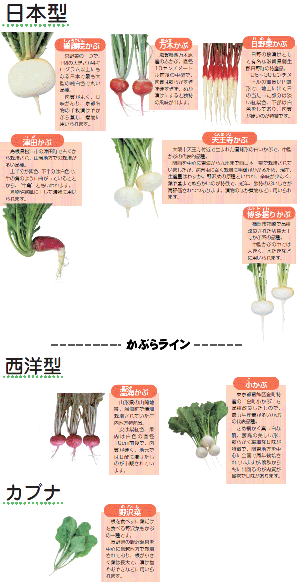 月報 野菜情報 今月の野菜 ２００９年３月