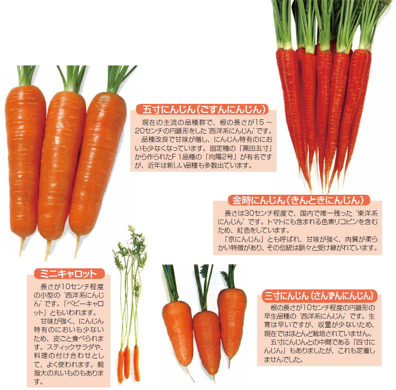 にんじん 月報 野菜情報 今月の野菜 ２０１１年２月