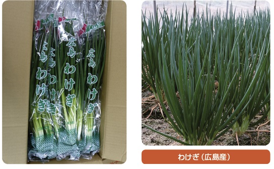 月報 野菜情報 今月の野菜 わけぎ 2018年4月