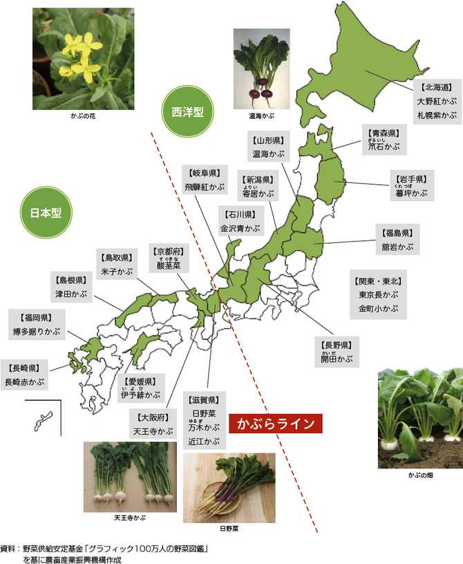 月報 野菜情報 今月の野菜 かぶ 年1月